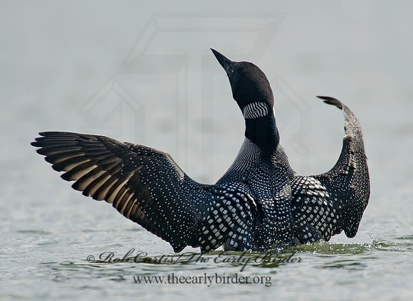 Gavia immer  COMMON LOON 8001406