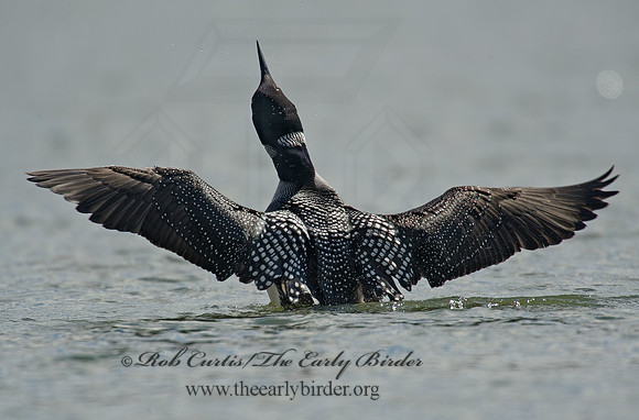 Gavia immer  COMMON LOON 8001407