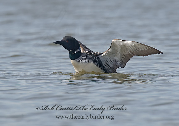 Gavia immer  COMMON LOON 8001642