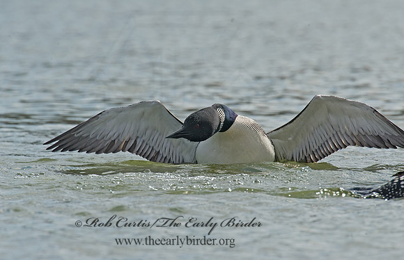 Gavia immer  COMMON LOON 8001583