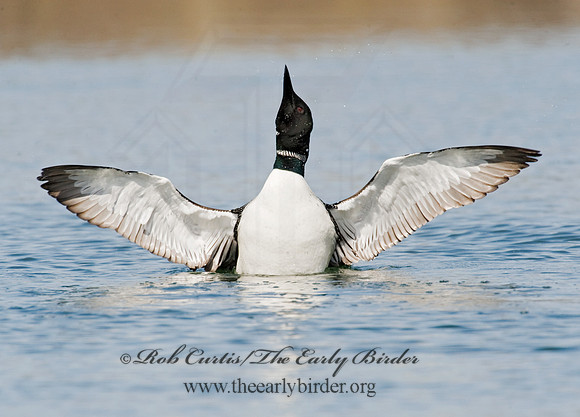 Gavia immer  COMMON LOON 8012036
