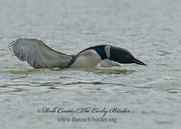 Gavia immer  COMMON LOON 8001585