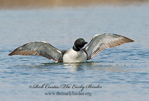 Gavia immer  COMMON LOON 8012039