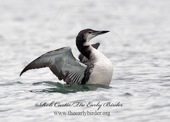 Gavia immer  COMMON LOON 8020025