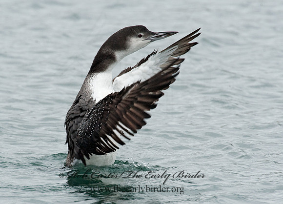 Gavia immer  COMMON LOON 8020130