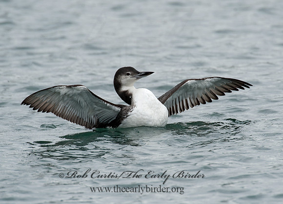 Gavia immer  COMMON LOON 8020137