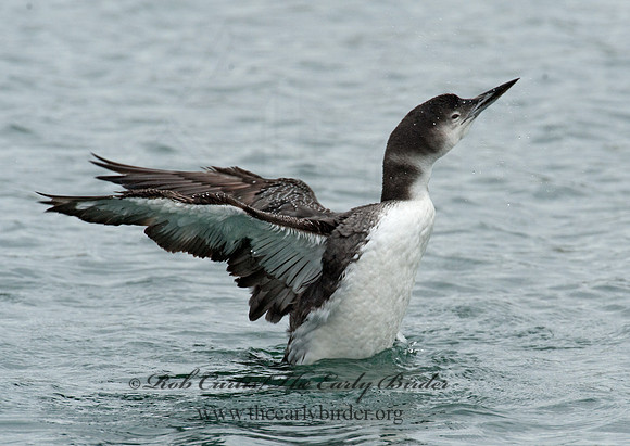 Gavia immer  COMMON LOON 8020132