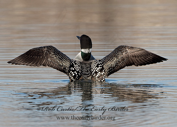 Gavia immer  COMMON LOON 9037010