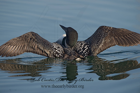 Gavia immer  COMMON LOON 9036993