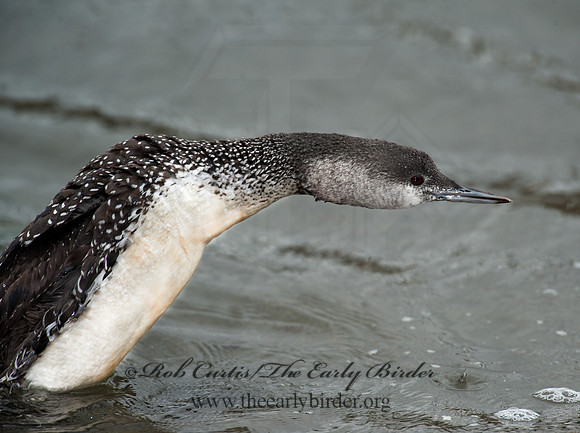 Gavia stellata  RED-THROATED LOON 8020093
