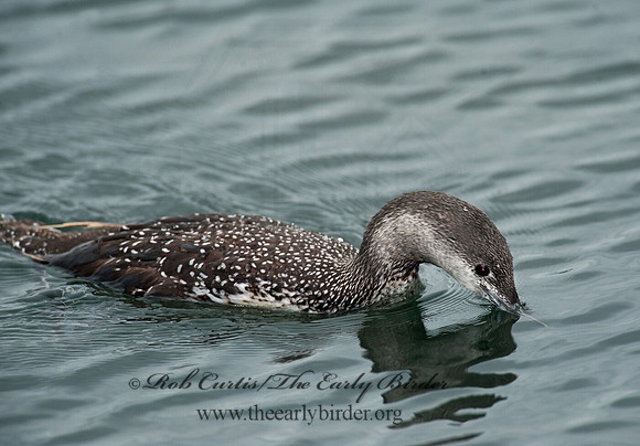 Gavia stellata  RED-THROATED LOON 8020092