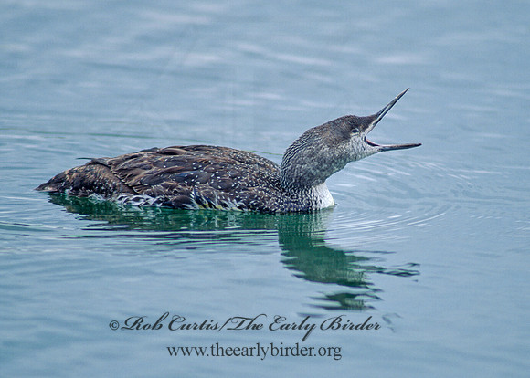 Gavia stellata  RED-THROATED LOON 129609