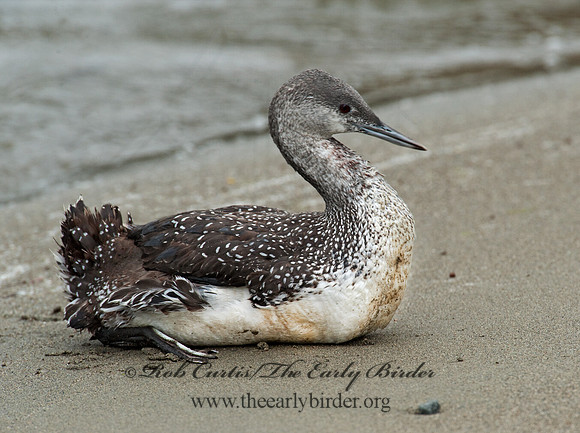 Gavia stellata  RED-THROATED LOON 8020110