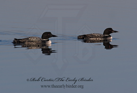 Gavia immer  COMMON LOON 8001653