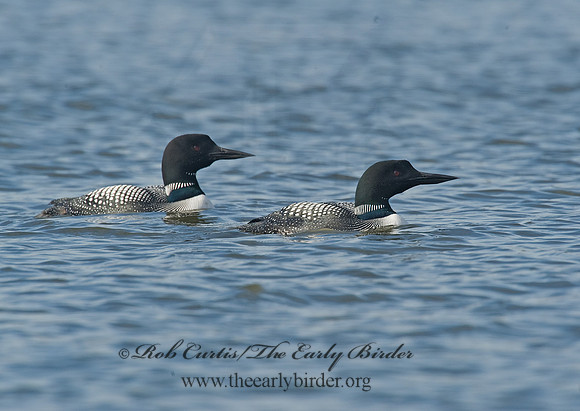 Gavia immer  COMMON LOON 8001602