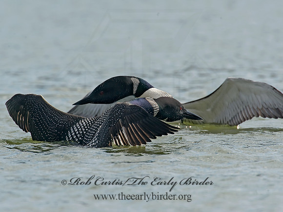 Gavia immer  COMMON LOON 8001582