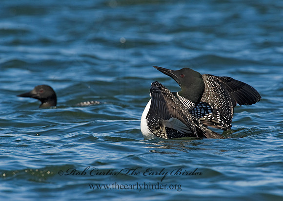 Gavia immer  COMMON LOON 8011732
