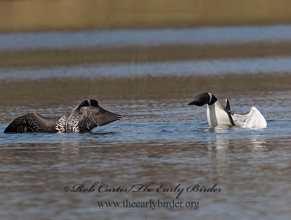 Gavia immer  COMMON LOON 8011941