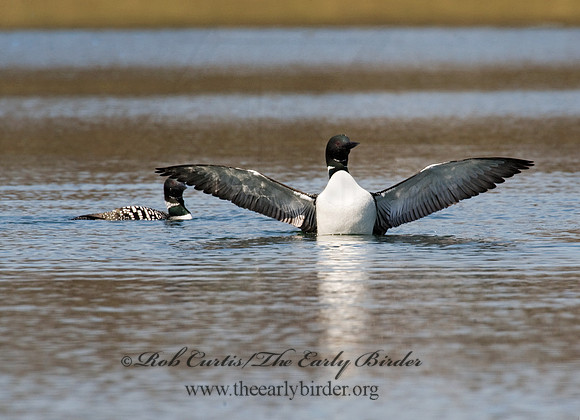 Gavia immer  COMMON LOON 8011949