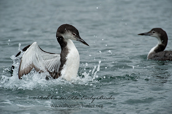 Gavia immer  COMMON LOON 8020096