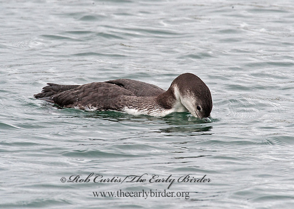 Gavia immer  COMMON LOON 8020123