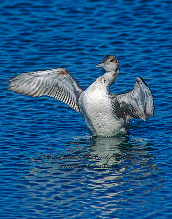 Gavia immer  COMMON LOON 110420