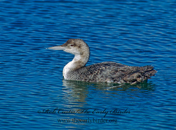 Gavia immer  COMMON LOON 110435
