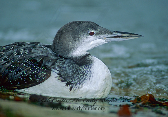 Gavia immer  COMMON LOON 99529