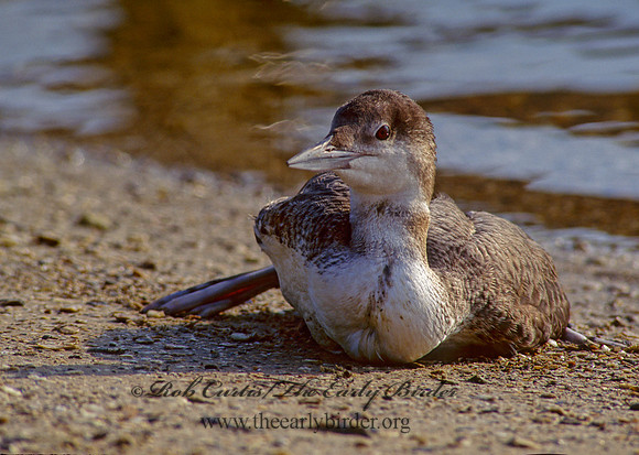 Gavia immer  COMMON LOON 167405