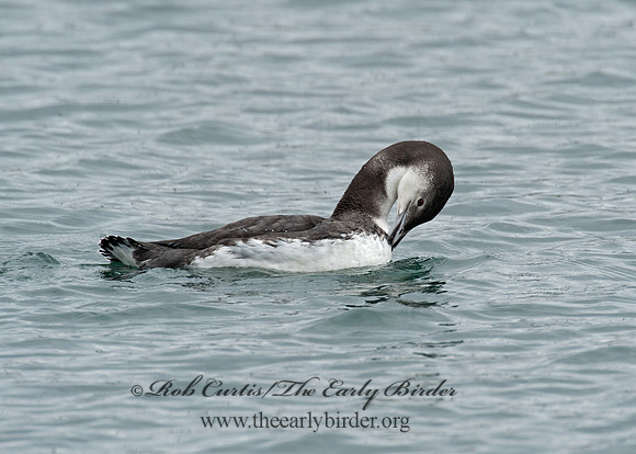 Gavia immer  COMMON LOON 8020126