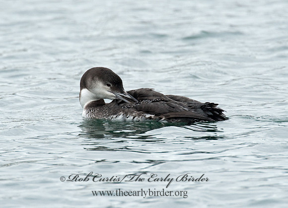 Gavia immer  COMMON LOON 8020134