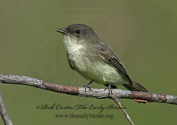 Sayornis phoebe  EASTERN PHOEBE 6017345z