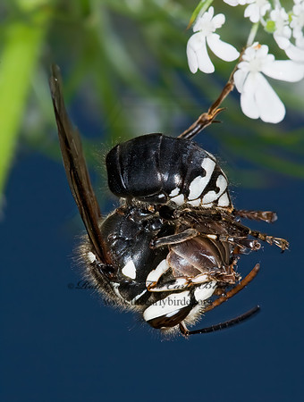 Dolichovespula maculata  BALD-FACED HORNET  6011812z