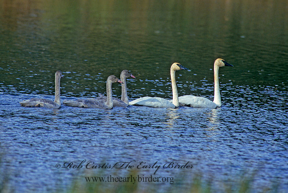 Cygnus buccinator  TRUMPETER SWAN 181401