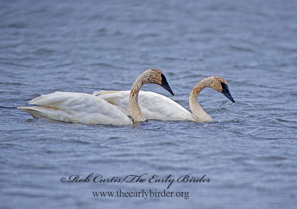 Cygnus buccinator  TRUMPETER SWAN 158525