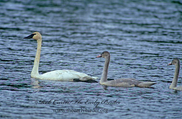 Cygnus buccinator  TRUMPETER SWAN 181414