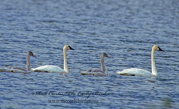 Cygnus buccinator  TRUMPETER SWAN 181435