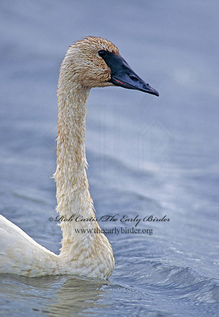 Cygnus buccinator  TRUMPETER SWAN 158515