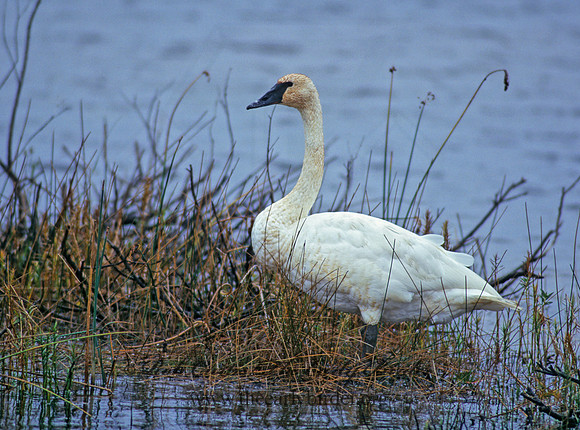 Cygnus buccinator  TRUMPETER SWAN 181506