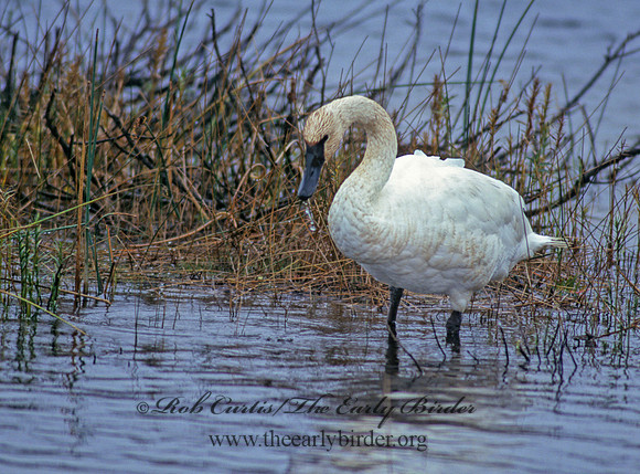 Cygnus buccinator  TRUMPETER SWAN 181509