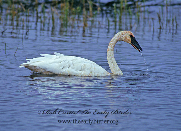 Cygnus buccinator  TRUMPETER SWAN 181529