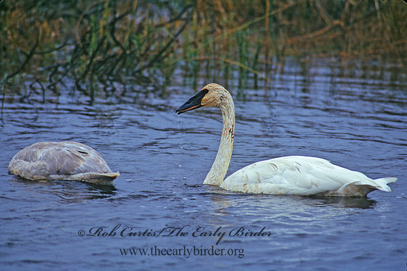 Cygnus buccinator  TRUMPETER SWAN 181525