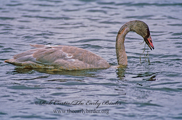 Cygnus buccinator  TRUMPETER SWAN 181808
