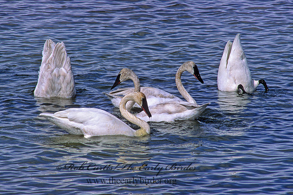 Cygnus buccinator  TRUMPETER SWAN 216010