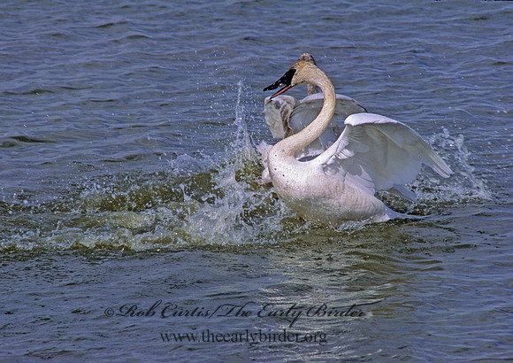 Cygnus buccinator  TRUMPETER SWAN 216032