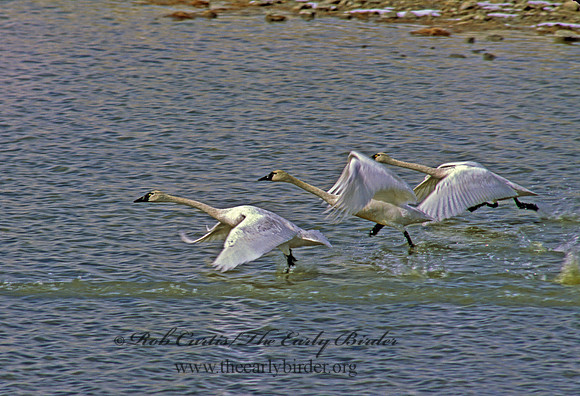 Cygnus buccinator  TRUMPETER SWAN 216210 copy
