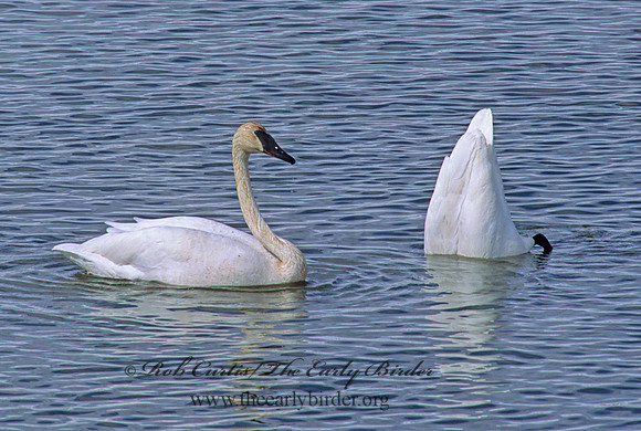 Cygnus buccinator  TRUMPETER SWAN 219127
