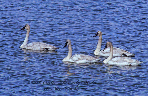 Cygnus buccinator  TRUMPETER SWAN 222403