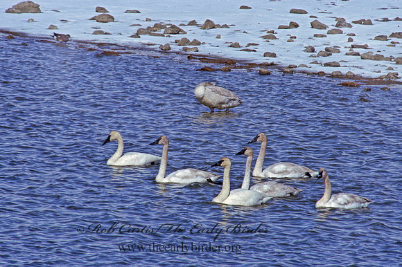 Cygnus buccinator  TRUMPETER SWAN 222409