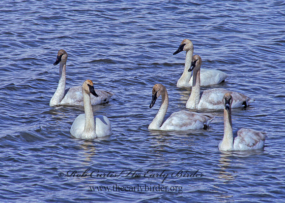 Cygnus buccinator  TRUMPETER SWAN 222419